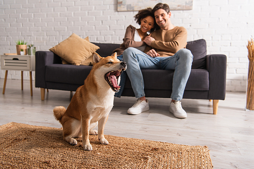 Shiba inu yawning near blurred interracial couple on couch in living room