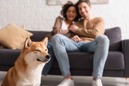 Shiba inu dog near blurred interracial couple on couch at home