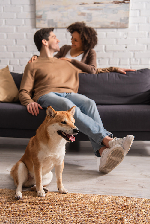 Shiba inu dog sitting near blurred multiethnic couple looking at each other at home