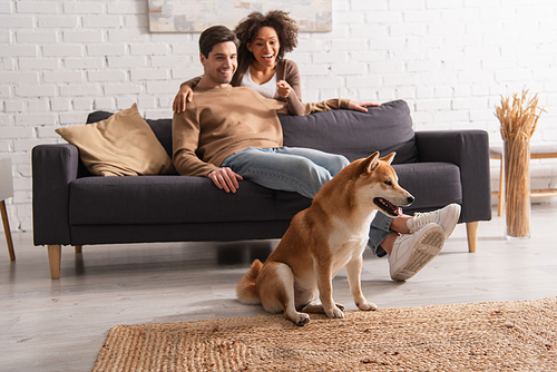 Shiba inu near blurred african american woman hugging boyfriend on couch at home