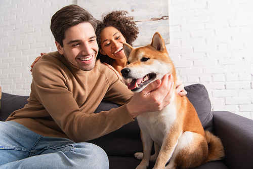 Multiethnic couple looking at shiba inu dog on couch at home