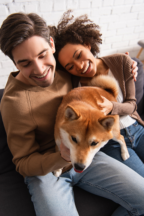 High angle view of smiling multiethnic couple petting shiba inu on couch at home