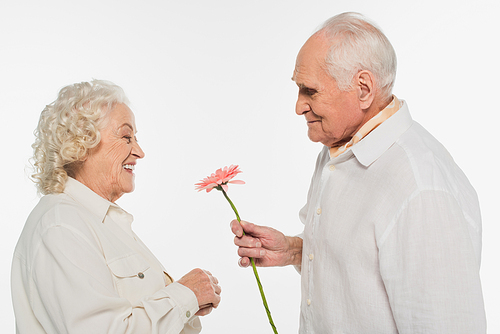 smiling elderly man presenting pink gerbera flower to wife isolated on white