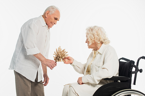 elderly man presenting dried flowers to wife in wheelchair isolated on white