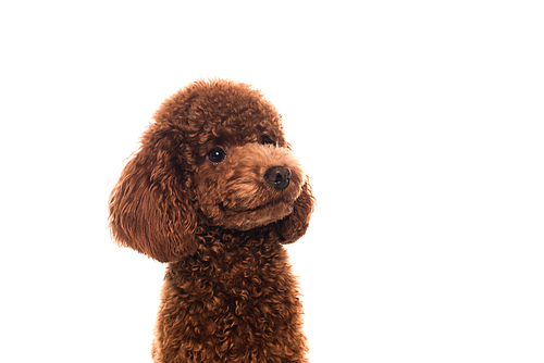 purebred brown poodle looking away isolated on white