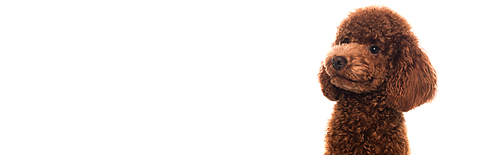 purebred brown poodle looking away isolated on white, banner