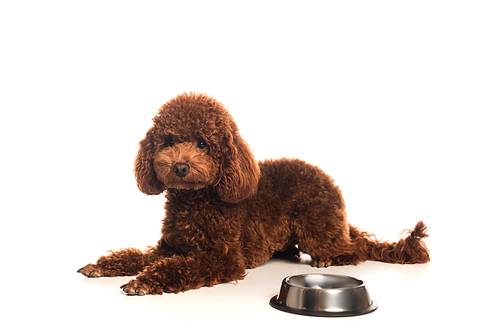 curly poodle lying near metallic bowl with food on white