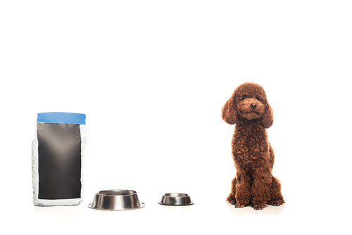 brown poodle sitting near pet food bag and metallic bowls isolated on white