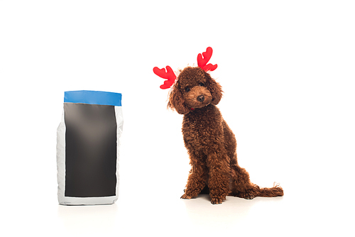 brown poodle in reindeer antlers headband sitting near pet food package on white