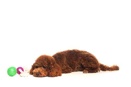 brown poodle lying near rubber toys isolated on white