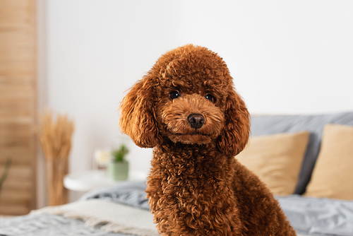 groomed poodle  in bedroom