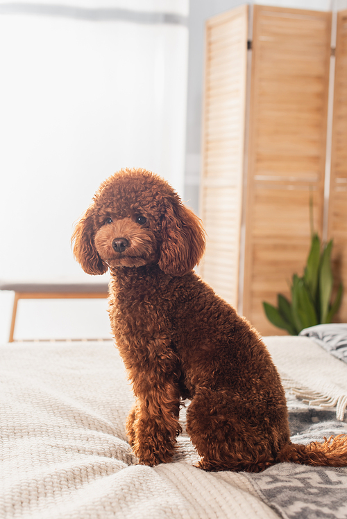 groomed and brown poodle sitting on bed at home