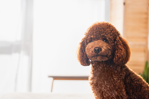 groomed and brown poodle  in bedroom