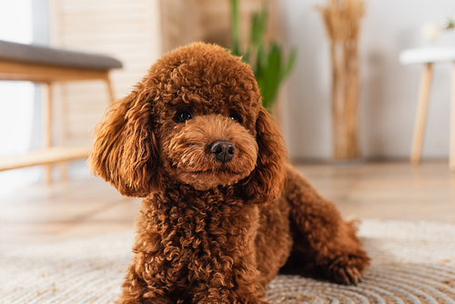 brown groomed poodle resting in modern apartment