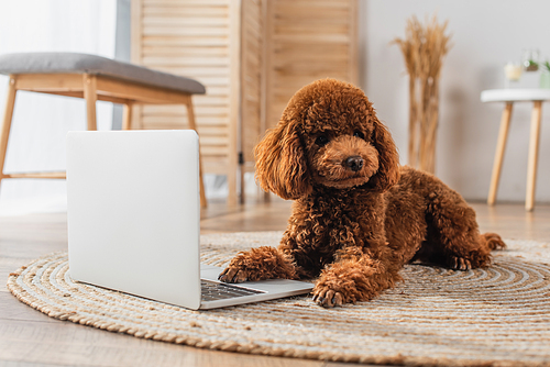 poodle lying near modern laptop on round rattan carpet