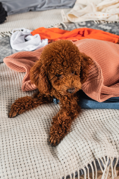 brown poodle lying on modern clothes in bedroom