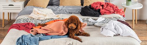 brown poodle lying on messy bed around clothes, banner