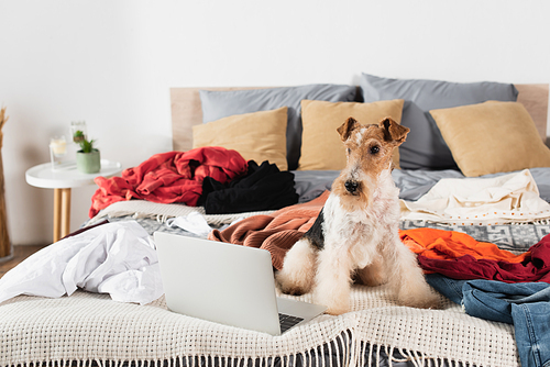 wirehaired fox terrier sitting near laptop on messy bed around clothes