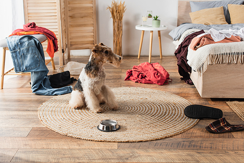 wirehaired fox terrier sitting near metallic bowl on round rattan carpet around clothes