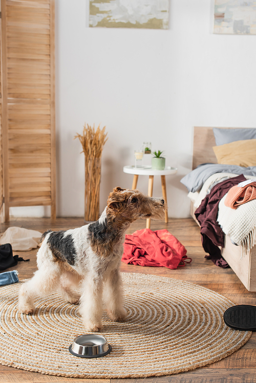 wirehaired fox terrier standing near bowl on rattan carpet around clothes