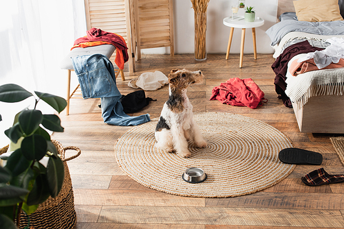 wirehaired fox terrier sitting on round rattan carpet near bowl around clothes