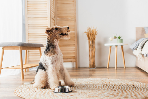 wirehaired fox terrier sitting near bowl on round rattan carpet