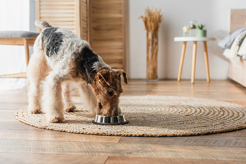 wirehaired fox terrier eating pet food from bowl on round rattan carpet