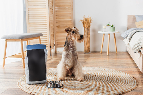 wirehaired fox terrier sitting near pet food in package and bowl in modern bedroom