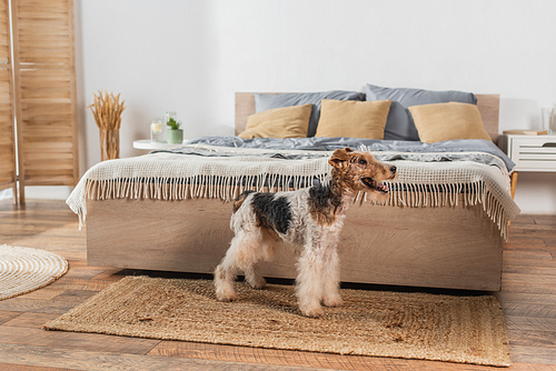 wirehaired fox terrier standing near modern bed on rattan carpet