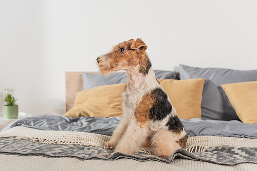 curly wirehaired fox terrier sitting on modern bed