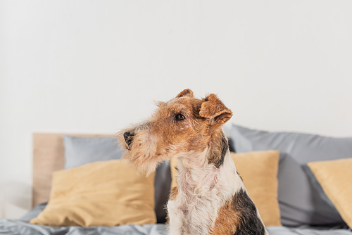 wirehaired fox terrier looking away in bedroom