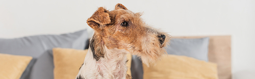 curly fox terrier in modern bedroom, banner