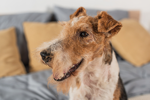 close up of purebred wirehaired fox terrier in bedroom