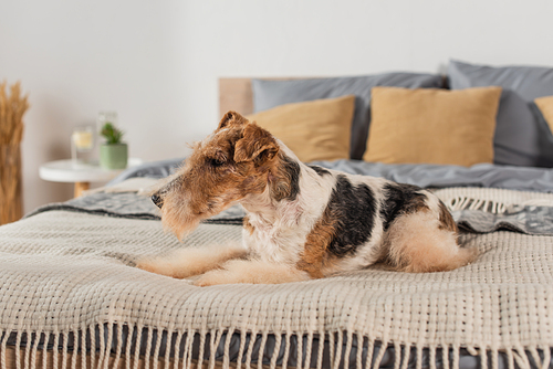 curly wirehaired fox terrier lying on modern bed