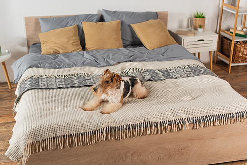 curly wirehaired fox terrier lying on blanket in bedroom