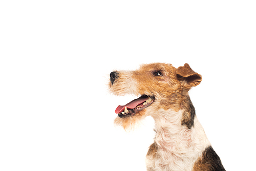 curly wirehaired fox terrier with open mouth isolated on white