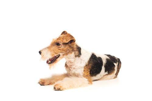 curly wirehaired fox terrier with open mouth lying isolated on white