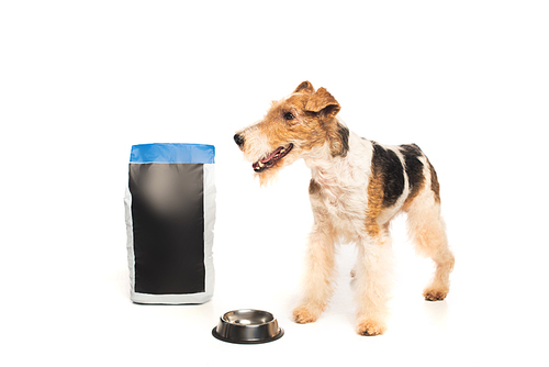 curly wirehaired fox terrier standing near bowl and bag with pet food on white