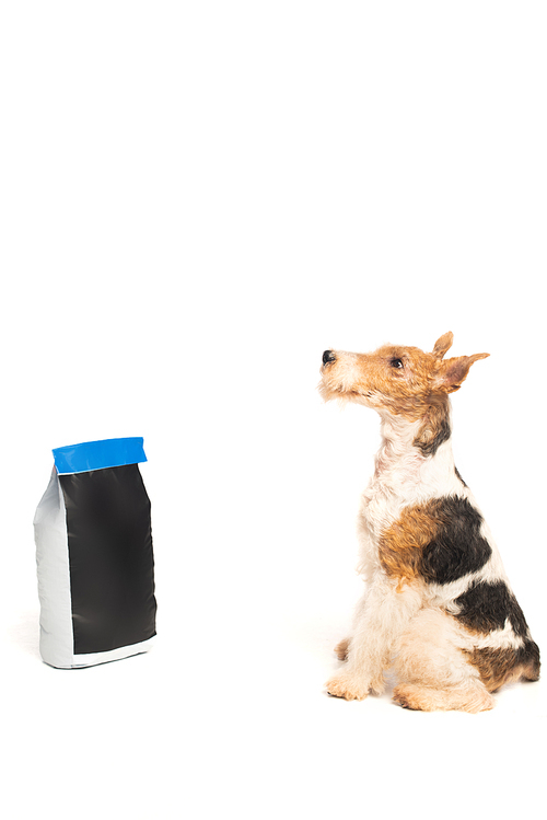 curly wirehaired fox terrier sitting near pet food bag isolated on white