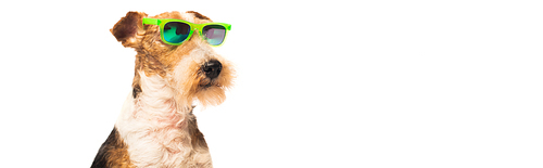 curly and purebred fox terrier in stylish sunglasses isolated on white, banner