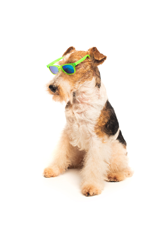 curly and purebred fox terrier in stylish sunglasses sitting isolated on white