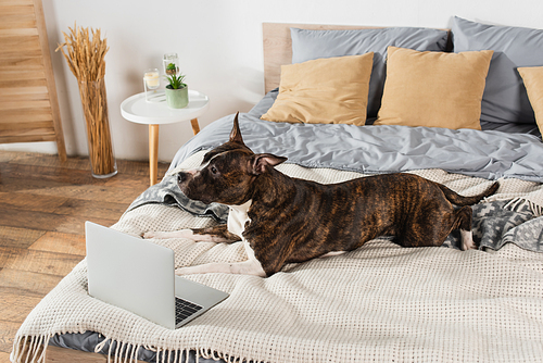 american staffordshire terrier lying near laptop on bed at home