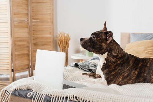 staffordshire terrier lying near modern laptop on bed at home