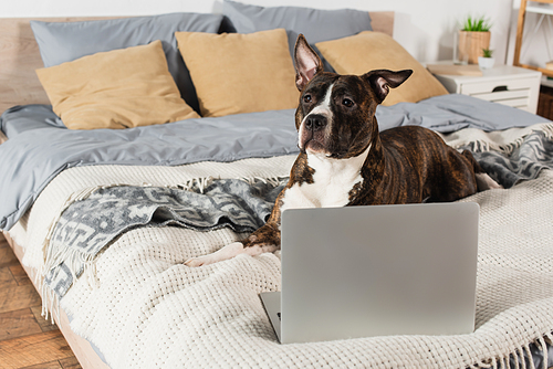 american staffordshire terrier lying near modern laptop on bed