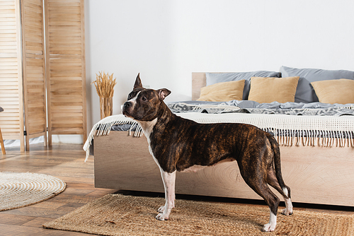 american staffordshire terrier standing on rattan carpet near bed