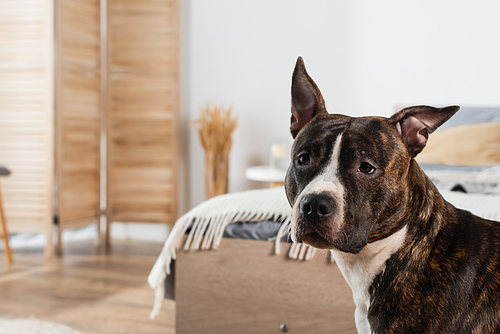 american staffordshire terrier near bed at home