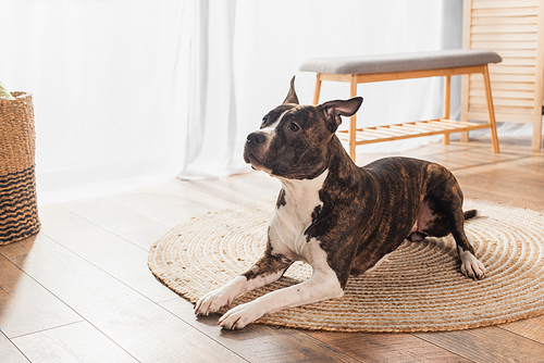 american staffordshire terrier lying on round rattan carpet at home