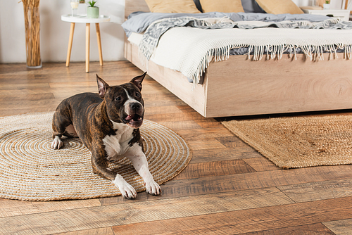 american staffordshire terrier lying on round rattan carpet in bedroom