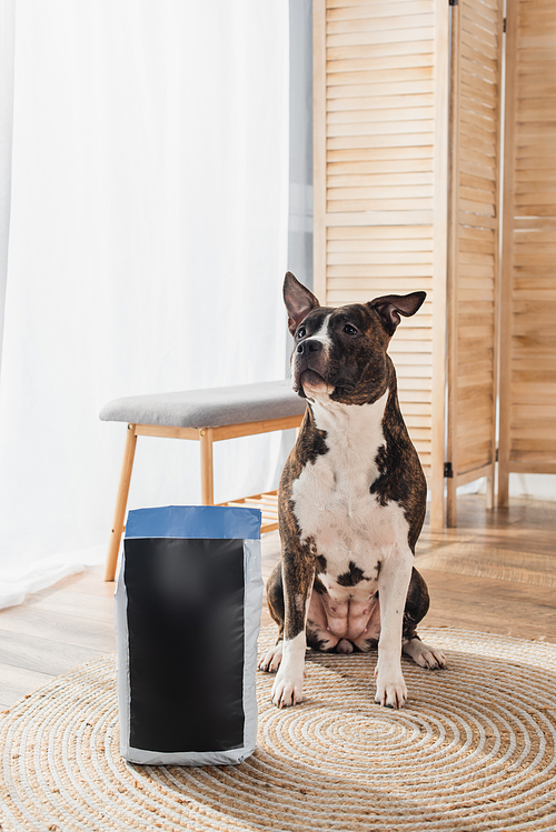 american staffordshire terrier sitting near pet food bag on round rattan carpet at home