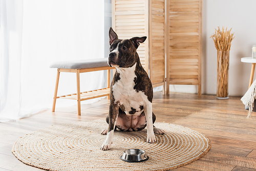 american staffordshire terrier sitting near pet food in bowl on round rattan carpet at home